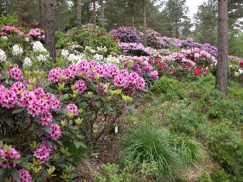 Rhododendrondalen, nedre del